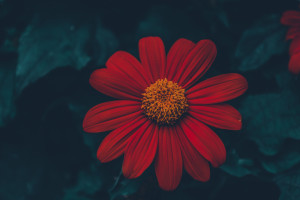 粉黛亂子草花海扮靚泉城秋