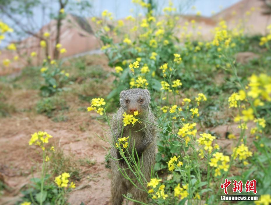 教育部直屬高校財(cái)政撥款