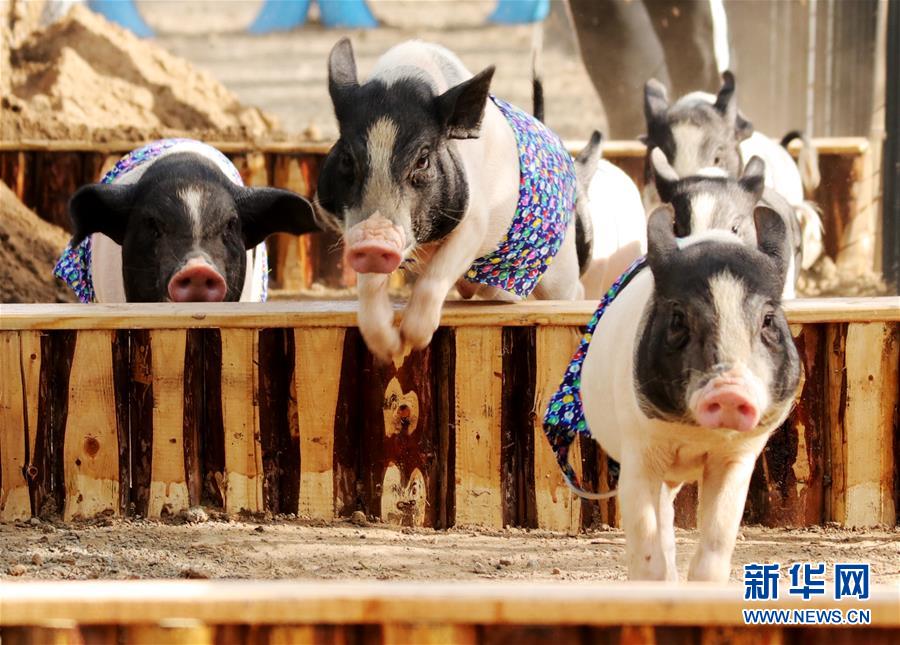 河北張家口：到“十四五”末 預計可再生能源總接入能力突破4000萬千瓦