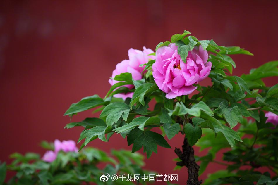 微語錄精選1207：曹操帶兒子曹沖去拜訪劉備