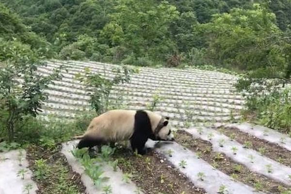 粉黛亂子草花海扮靚泉城秋