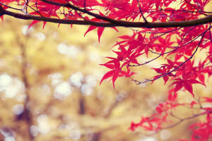 福利！內蒙古繼續免除電力市場主體偏差考核至今年12月