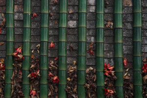 粉黛亂子草花海扮靚泉城秋
