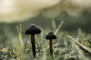 投資2.5億！中極氫能甲醇制氫項(xiàng)目簽約云夢(mèng)