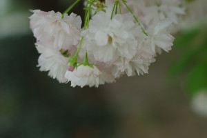 濟(jì)南早已禁養(yǎng)大型犬、烈性犬 90斤金毛跑起來(lái)小伙子都牽不住