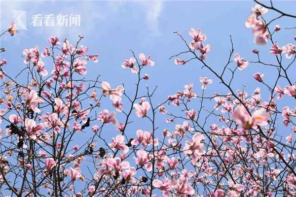 極兔快遞正式加入阿里陣營