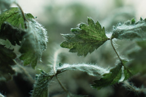 康明斯張可夫：近期 化工是綠氫大規(guī)模應(yīng)用的最佳場景