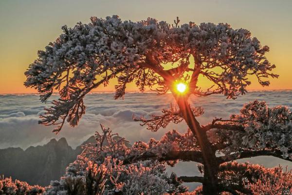 粉黛亂子草花海扮靚泉城秋