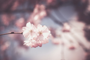 2014年全球視頻監(jiān)控行業(yè)發(fā)展有利和不利因素